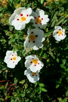 Primrose flowers close up on a sunny day.
