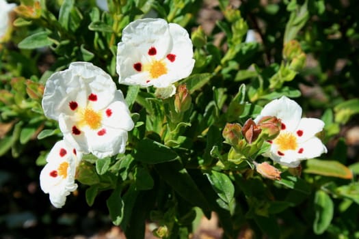 Primrose flowers close up on a sunny day.
