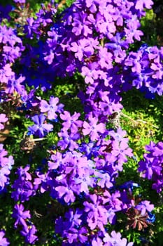 Purple lantana flowers close up on a sunny day.
