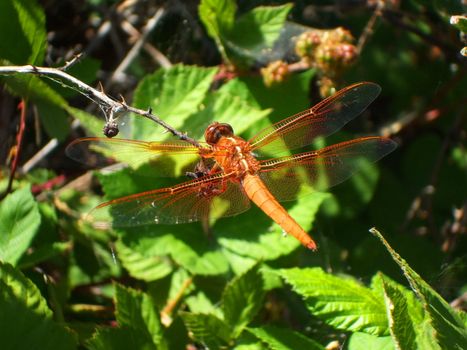 Close up of a big red dragonfly.
