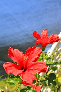 Red hibiscus flowers close up on a sunny day.
