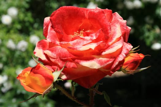 Red rose flower close up on a sunny day.
