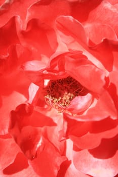 Red rose flower close up on a sunny day.
