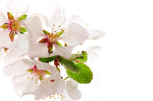 Macro of pink cherry blossoms isolated on white background