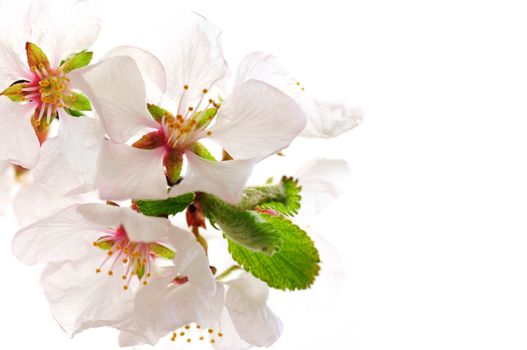 Macro of pink cherry blossoms isolated on white background