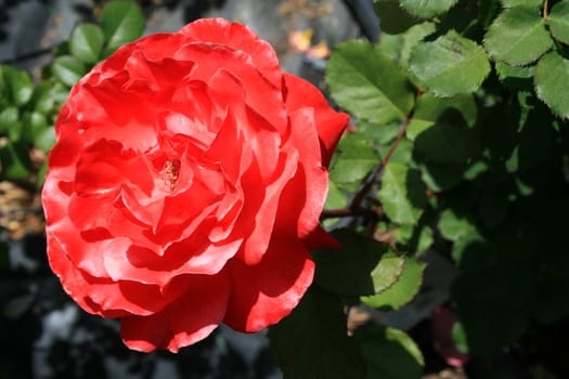 Red rose flower close up on a sunny day.
