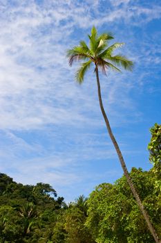 Photo of a coconut tree against blue sky. Costa Rica.