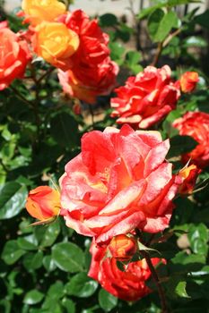 Red rose flowers on a sunny day.
