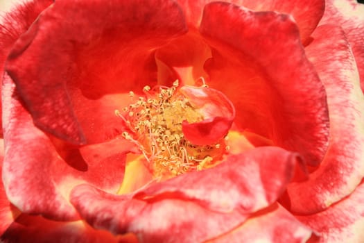 Red rose flower close up on a sunny day.
