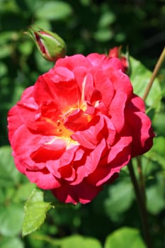 Pink rose flower close up on a sunny day.
