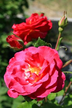 Maroon rose flowers on a sunny day.
