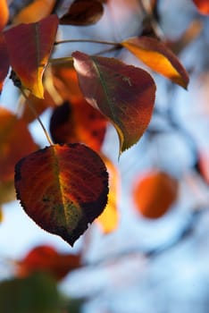 beautiful autumn foliage