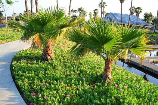 Small tropical palm trees in a park.
