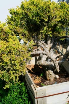 Close up of a small tree in a garden.
