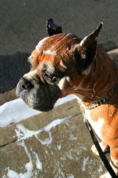 Close up of a soapy boxer dog.
