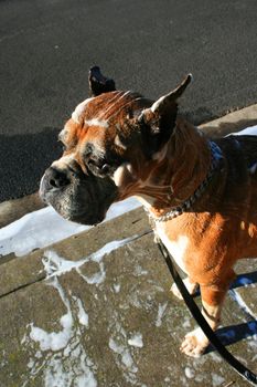 Close up of a soapy boxer dog.
