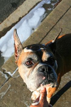 Close up of a soapy boxer dog.
