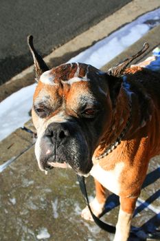 Close up of a soapy boxer dog.
