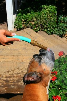 Boxer dog getting sparayed with a water hose outdoors.
