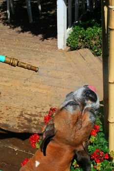 Boxer dog getting sparayed with a water hose outdoors.
