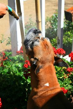 Boxer dog getting sparayed with a water hose outdoors.
