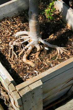 Close up of the unique tree roots.
