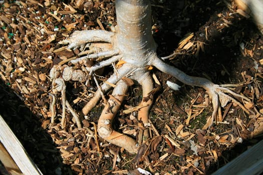 Close up of the unique tree roots.
