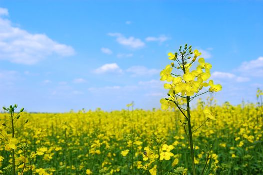 Rape oilseed flower over blooming field