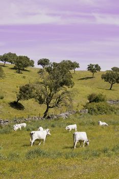 Alentejo landscape in Portugal with cows in the wild 