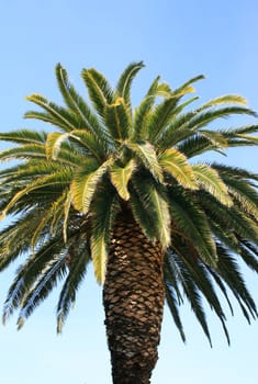 Tropical palm tree close up over blue sky.
