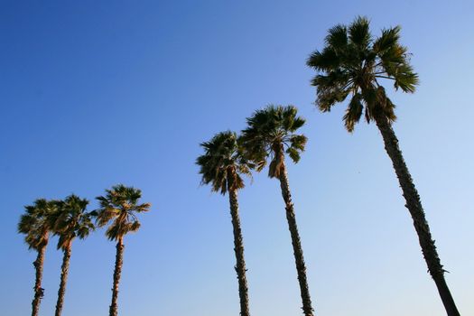 Tall tropical palm trees over blue sky.
