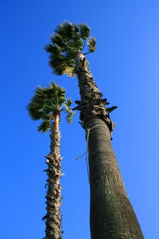 Tall tropical palm trees over blue sky.
