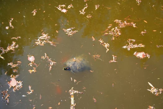 Close up of a turtle swimming in a pond.
