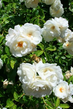 White rose flowers on a sunny day.
