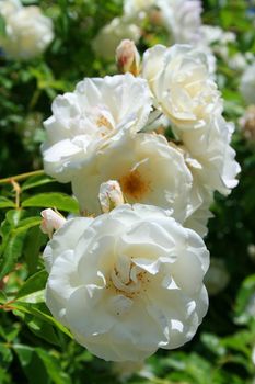 White rose flowers on a sunny day.
