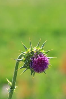 Purple wild flower on a sunny day.
