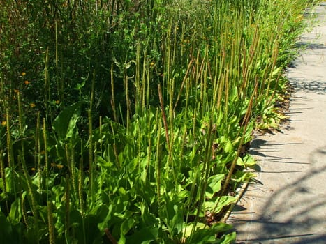 Close up of the wild plants on a sunny day.
