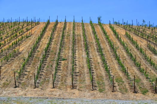 California vineyard over blue sky on a sunny day.
