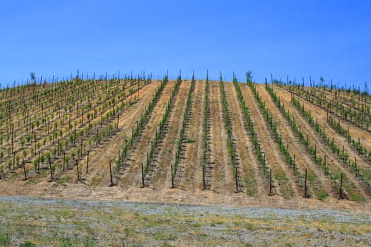 California vineyard over blue sky on a sunny day.
