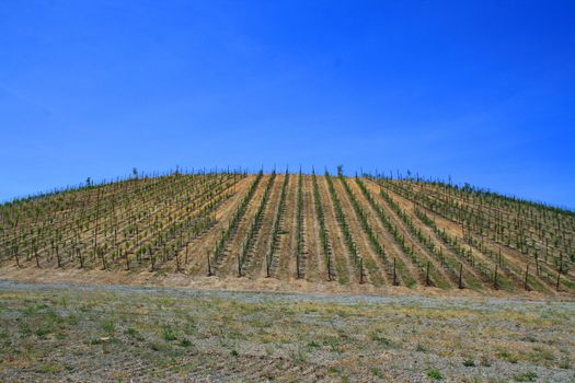 California vineyard over blue sky on a sunny day.
