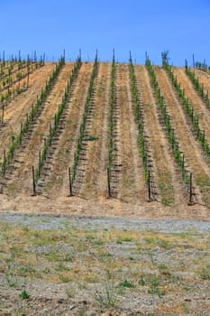 California vineyard over blue sky on a sunny day.
