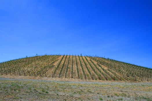 California vineyard over blue sky on a sunny day.
