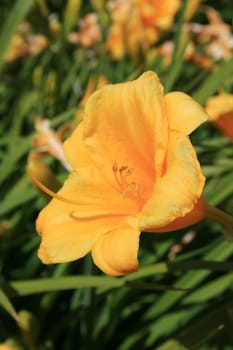 Close up of a yellow daylily flower.
