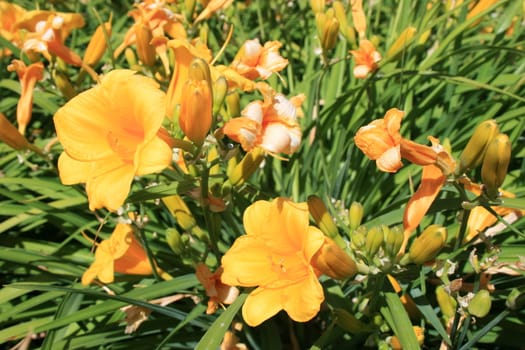 Close up of the yellow daylily flowers.
