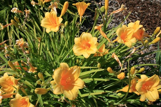 Close up of the yellow daylily flowers.
