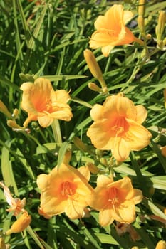 Close up of the yellow daylily flowers.
