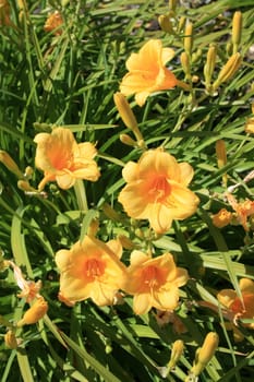 Close up of the yellow daylily flowers.
