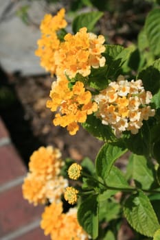 Close up of the yellow lantana flowers.
