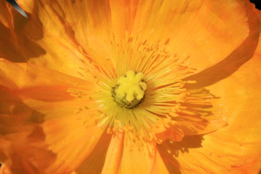 Close up of a yellow poppy flower.
