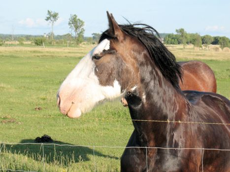 The Clydesdale Horse is the pride of Scotland and is a native breed which was founded in Lanarkshire, Clydesdale being the old name for the district.